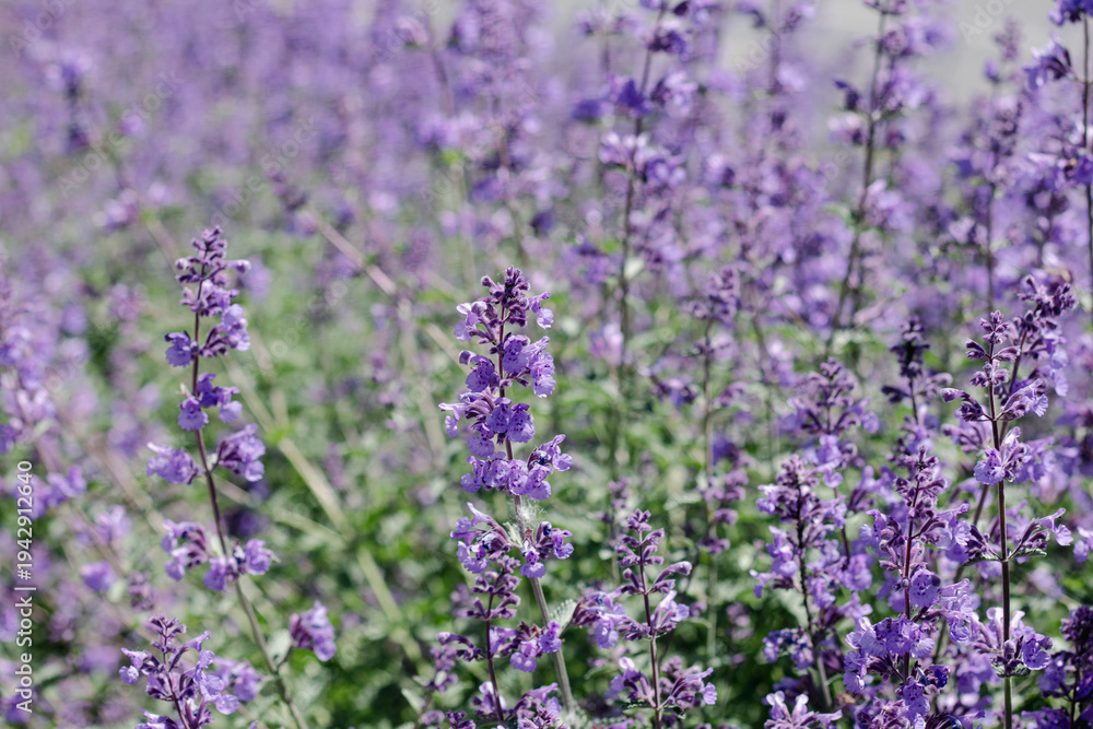 Obraz premium Ornamental plant Nepeta grandiflora bloom with blue flowers in a garden
