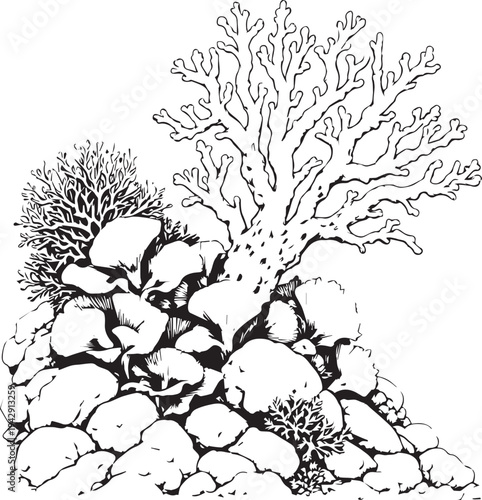 Coral reef underwater rocks marine biodiversity vector illustration design