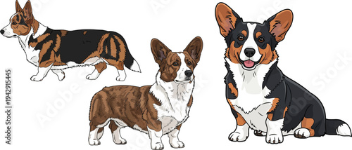 Cardigan Welsh Corgi dog sitting smiling standing alert walking pose set