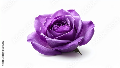 Rosa morada en plena floración aislada sobre fondo blanco neutro con iluminación de estudio. Imagen elegante y minimalista que simboliza misterio, elegancia y belleza natural.