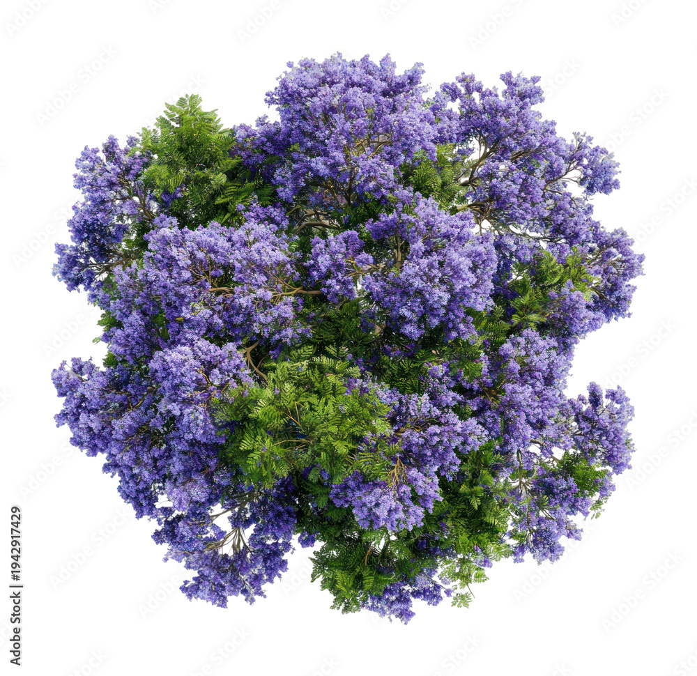 Obraz premium PNG Vibrant purple flowering tree