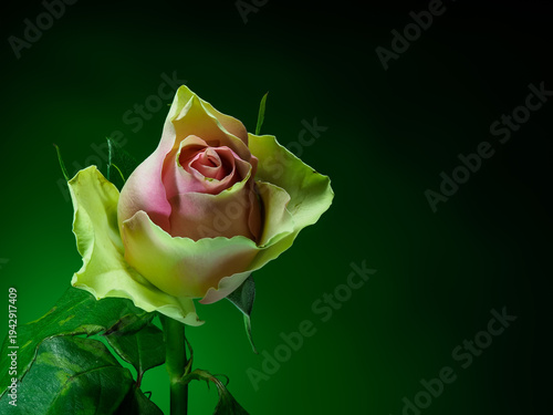 pink rose on gradient background, front view