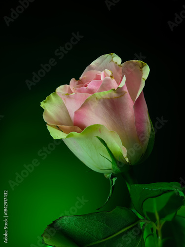 pink rose on gradient background, front view