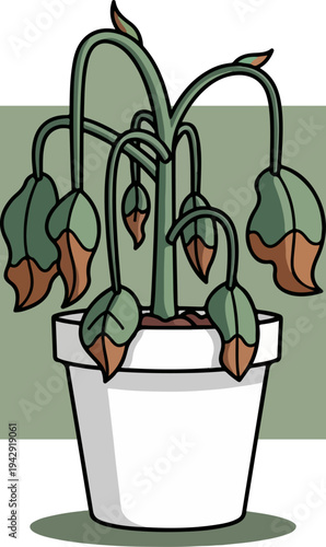 Wilted plant in a white pot, showing signs of neglect and dehydration.