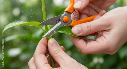 Close-Up of Hands Pruning Green Leaves with Garden Shears in Nature