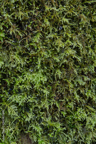 Close-up of fresh green moss with water droplets, creating a natural forest texture and organic background