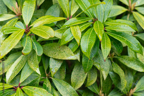Green Pieris Japonica (Japanese Andromeda) leaves with yellow stippling texture and red stems in a lush garden