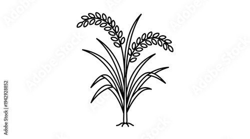 Outline vector icon of rice plant with grains, agriculture farming symbol, clean thin line style, isolated on white background, no text, no gradient