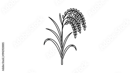 Outline vector icon of rice plant with grains, agriculture farming symbol, clean thin line style, isolated on white background, no text, no gradient