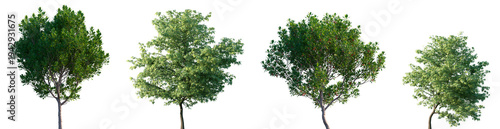 Set of Arbutus unedo (strawberry tree, madrone) and the Butterfly Japanese Maple frontal street trees isolated png on a transparent background perfectly cuto
