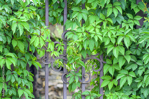 wild grapes wrap around a wrought-iron fence.