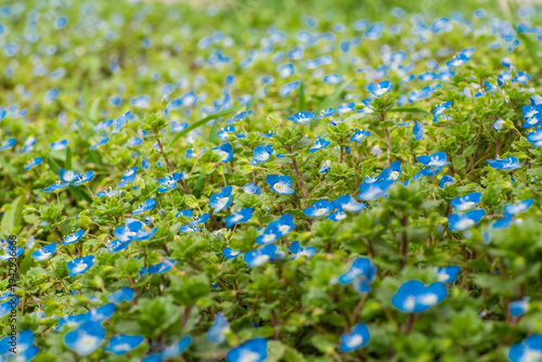 Close-up of small blue Veronica flowers blooming among fresh green leaves in spring. Natural wildflower field creating a soft floral background in a meadow environment.