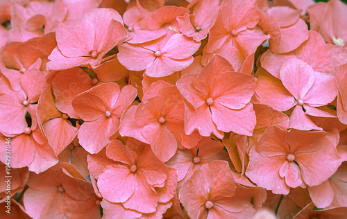 background of small pink hydrangea flowers. Selective focus