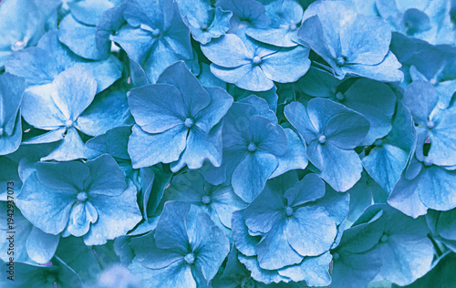 abstract background of small blue hydrangea flowers. Selective focus