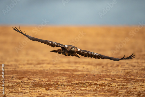 Iberian imperial eagle fly above the ground