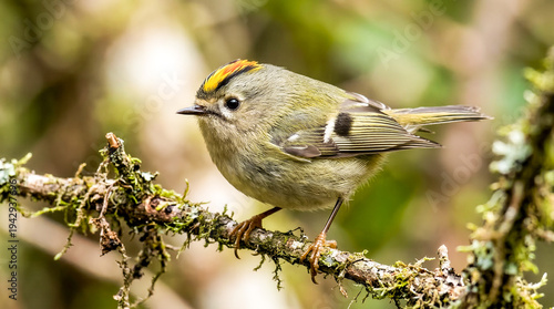 Goldcrest perched on mossy branch in daylight