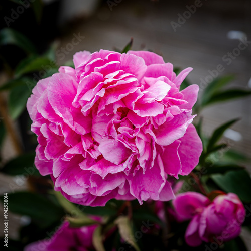 peony rose flower head