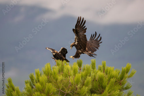 Iberian imperial eagle