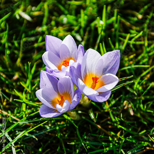 purple crocus flowers