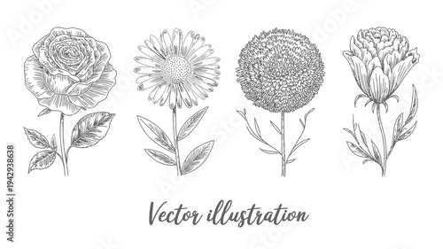 A detailed black and white illustration showcases four different flower varieties a rose daisy globe amaranth and carnation with delicate linework high quality professional modern elegant