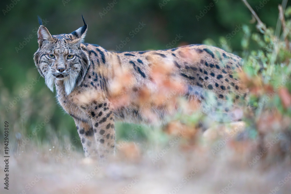 Obraz premium Iberian lynx