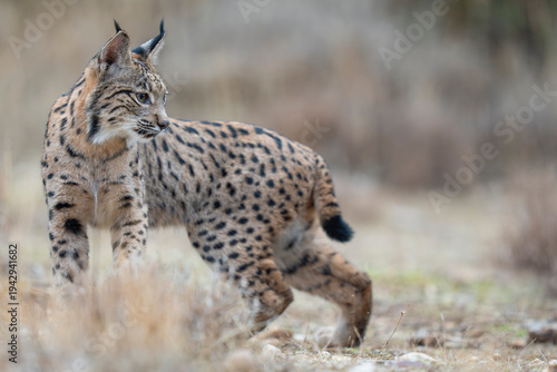  Iberian lynx