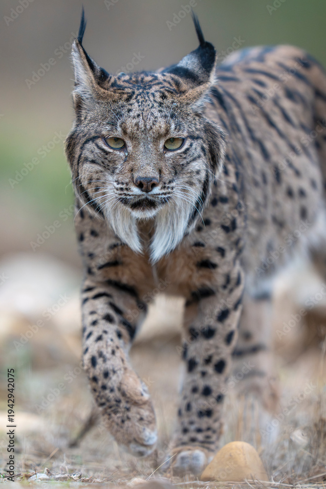 Obraz premium Iberian lynx close up portrait