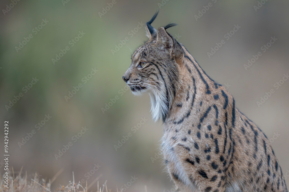 Obraz premium Iberian lynx close up portrait