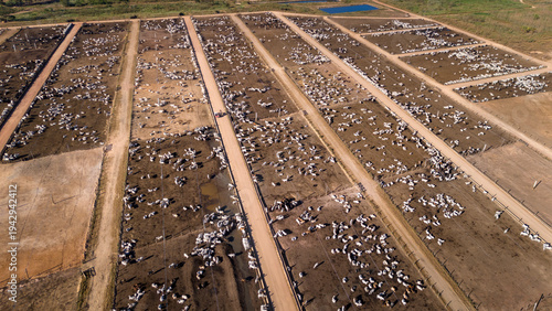 Aerial drone view of farm feedlot cattle grazing for meat production in Amazon region, Para, Brazil. Concept of agriculture, environment, ecology, economy, exportation and beef industry.