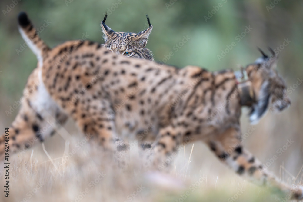 Naklejka premium Two Iberian lynx