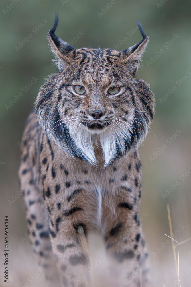 Obraz premium Iberian lynx close up portrait
