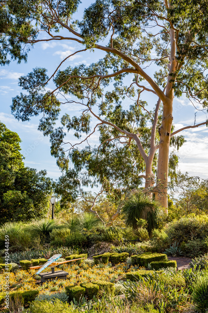 Fototapeta premium in the australian garden