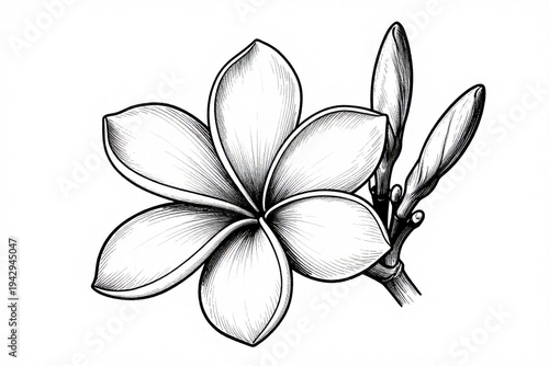 
Elegant black and white lily illustration featuring a beautiful tropical blossom with delicate petals and floral design elements isolated on a dark background for nature art decoration