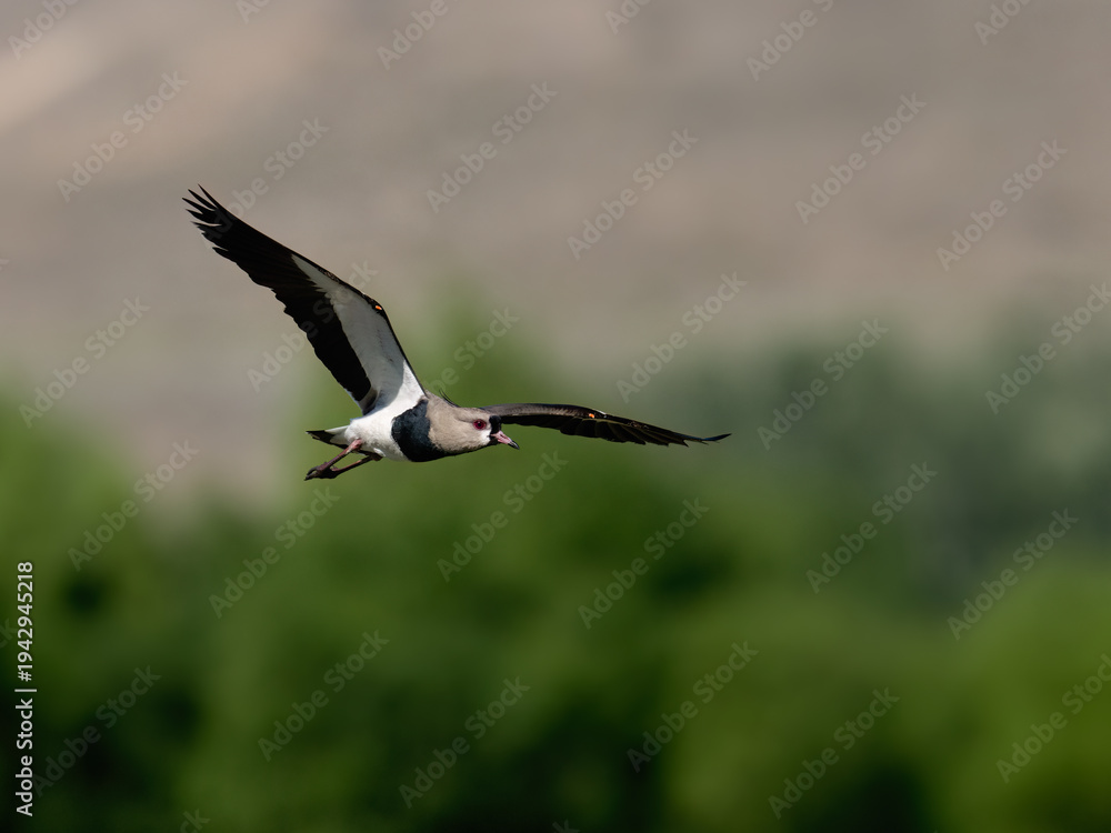 Obraz premium Southern Lapwing in Flight Over Green Forest