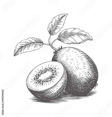 Black and white ink of a whole and halved kiwi fruit with leaves