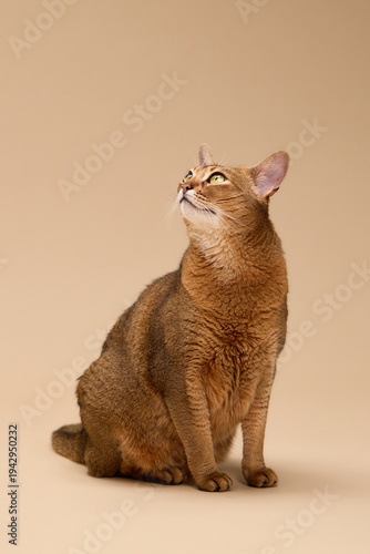 Abyssinian cat poses straight up on beige. Calm and confident posture highlights its elegant shape.