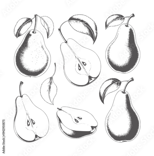 Black and white pencil of whole and halved pears with leaves fruit leaf