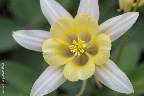 A close up of a yellow and white flower with a green background