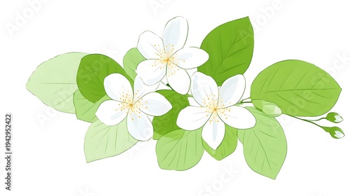 Stylized clipart of delicate jasmine flowers depicted as a clean outlined drawing with a distinct green border and simple flat colors isolated on a white background for versatile graphic use