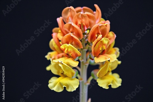 A close up of a flower on a plant