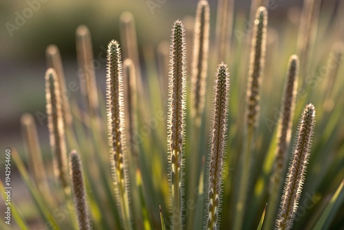 A close up of a field of tall grass