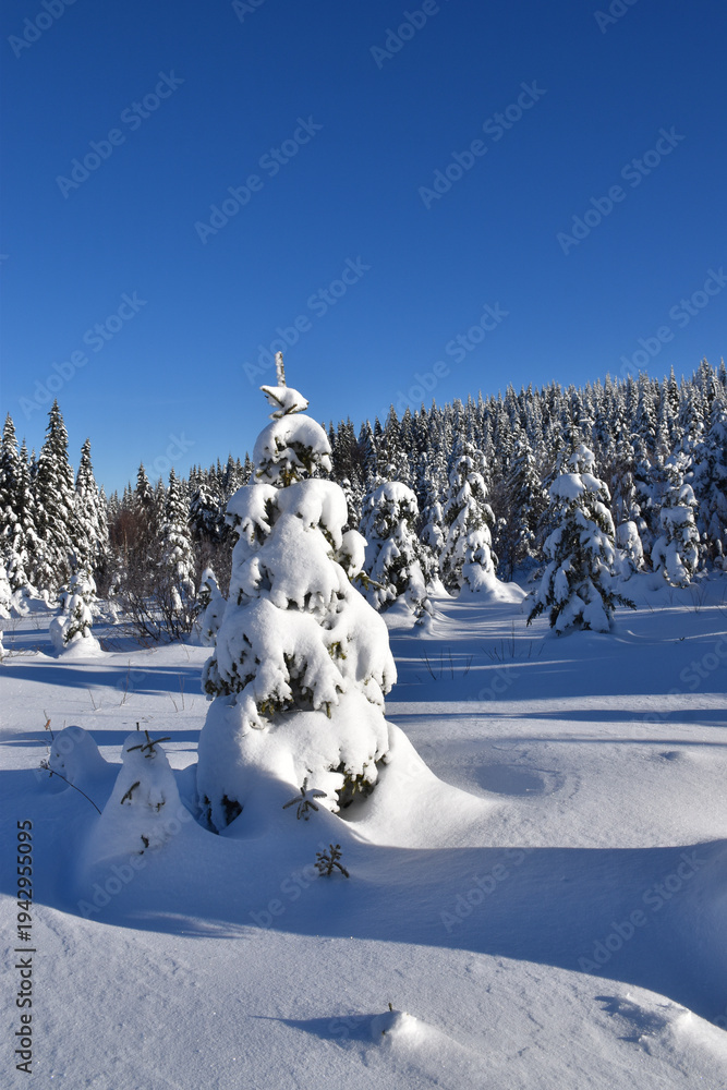 Obraz premium The summit of the snowy mountain, Québec, Canada