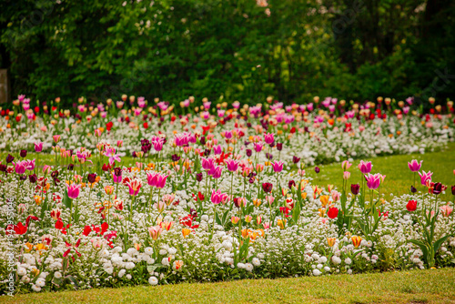 Vibrant spring garden filled with colorful tulips and blooming flowers under bright sunlight