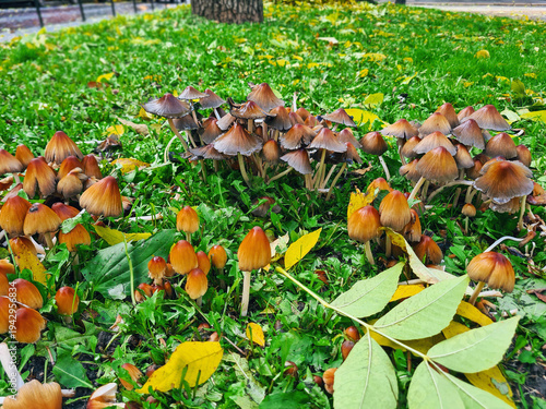Coprinellus micaceus (Mica cap) fungi cluster growing on lawn with fallen leaves