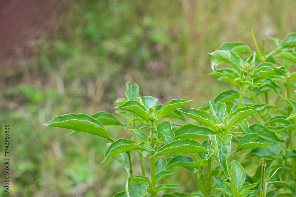 Obraz premium Fresh Basil Leaves, an Aromatic Spice for Cooking and Herbal Medicine