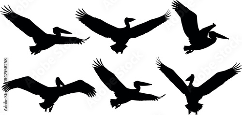 Pelican flying silhouette set with wings spread in different flight poses isolated on white background, coastal seabird wildlife illustration collection for nature design