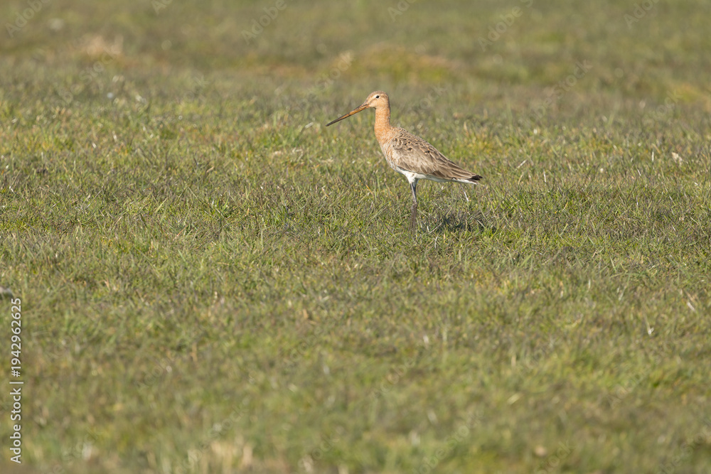 Fototapeta premium The Black Tailed Godwit the National bird of the Netherlands