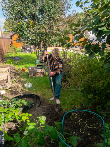 Woman gardener digging soil with shovel in vegetable garden. Elderly person working outdoors in yard. Agriculture, farming concept, hobby, physical activity, healthy lifestyle, summer season.