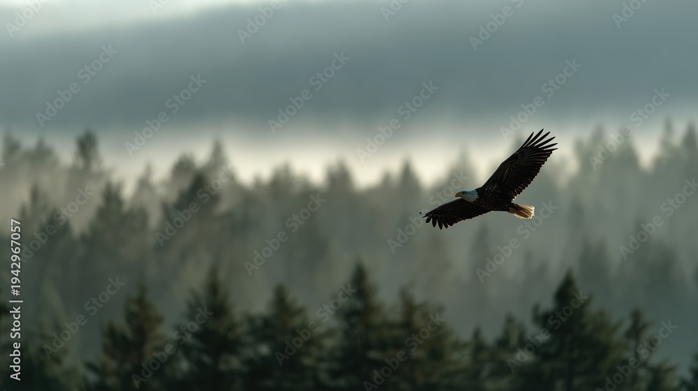 Fototapeta premium Un aigle majestueux plane au-dessus d'une forêt brumeuse sous un ciel