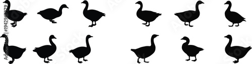 Duck silhouettes collection, waterfowl bird poses set, farm poultry animal icons, wildlife bird illustration isolated on white background